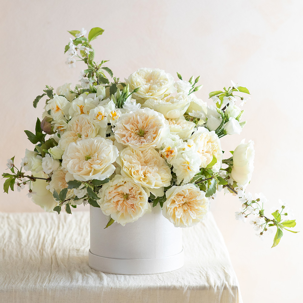 Rose Enid from David Austin in a flower box