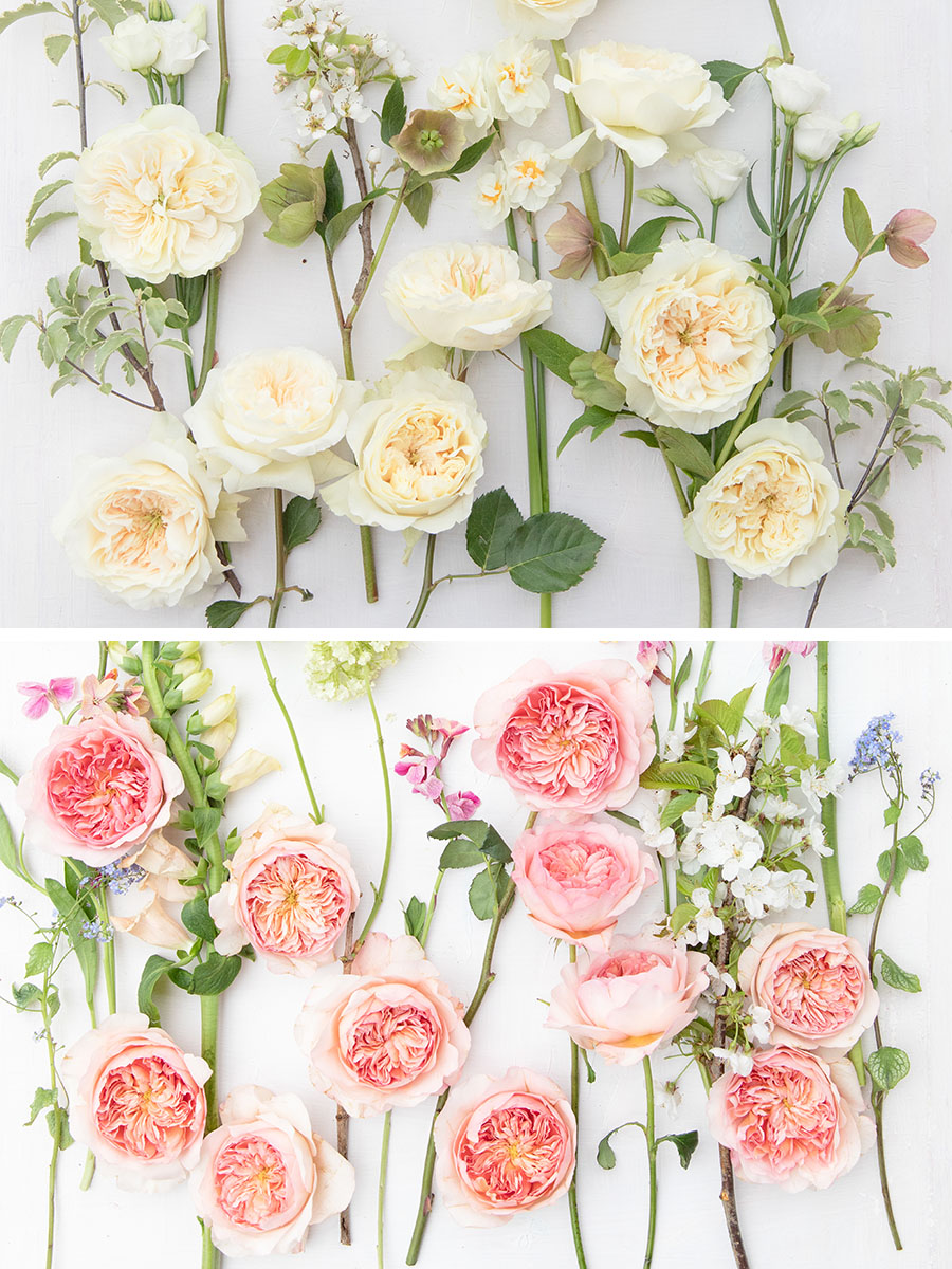 Two new varieties from David Austin Roses
