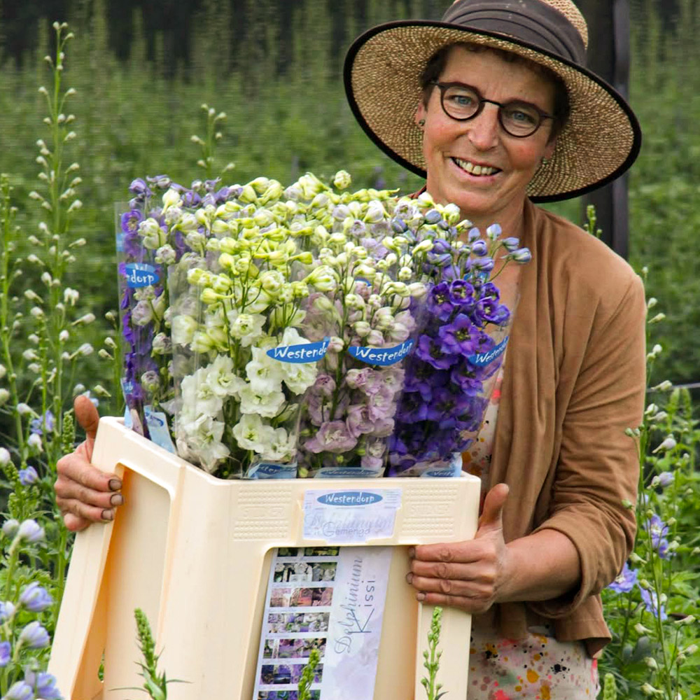 Dorien Westendorp with mixed Delphiniums