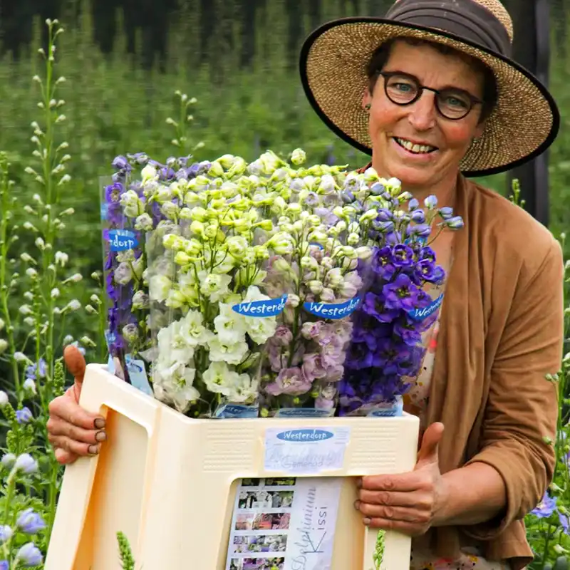 Delphinium Kissi Ocean Blue by Westendorp