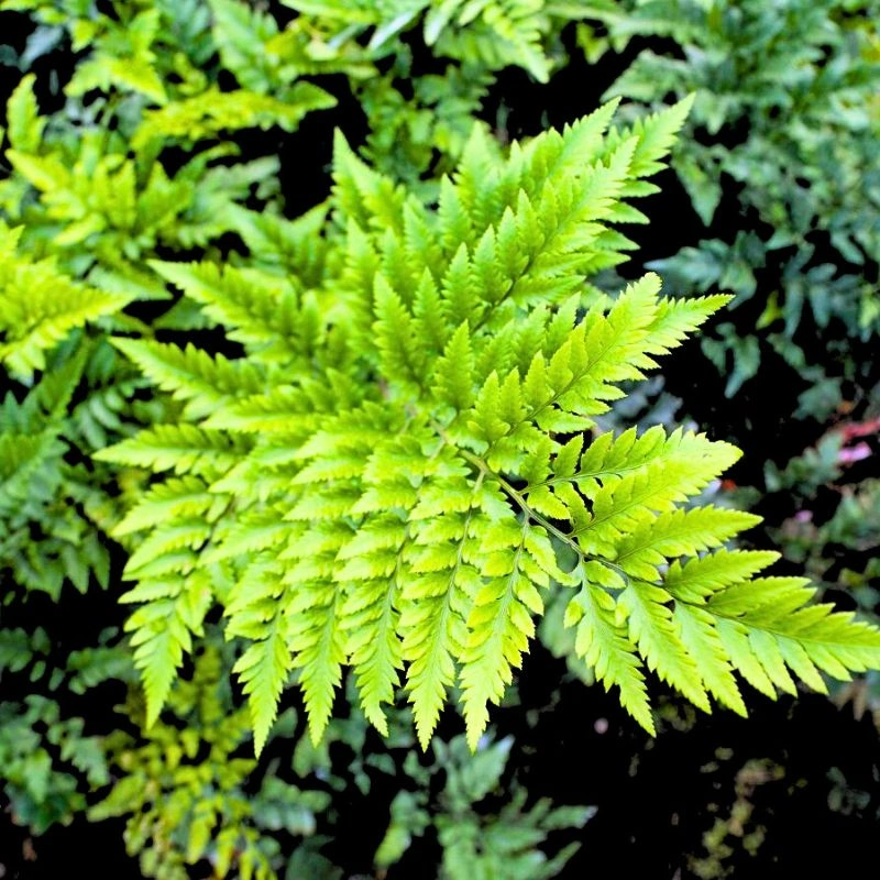 Leatherleaf TAK