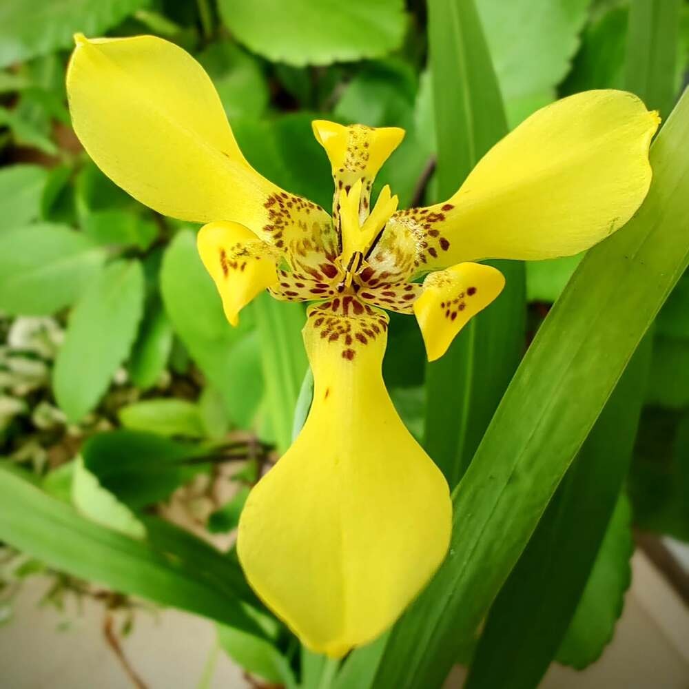 beautiful yellow iris flower - iris flower meaning and symbolism beautiful yellow iris flower - iris flower meaning and symbolism