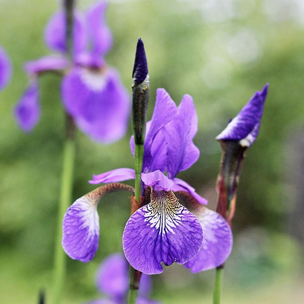 iris flower has long-lasting connection with greek mythology iris flower has long-lasting connection with greek mythology