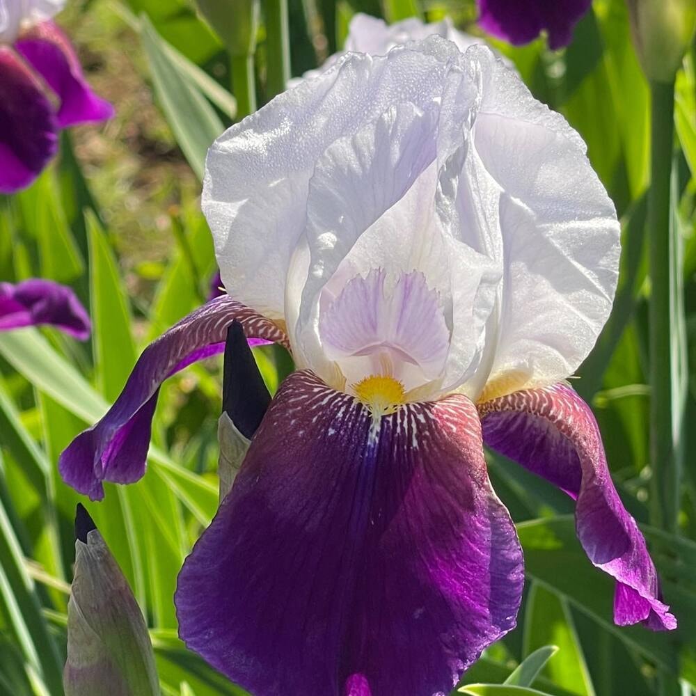 iris flower comes in some of the most beautiful shades shapes and sizes iris flower comes in some of the most beautiful shades shapes and sizes and each carries distinct symbolism