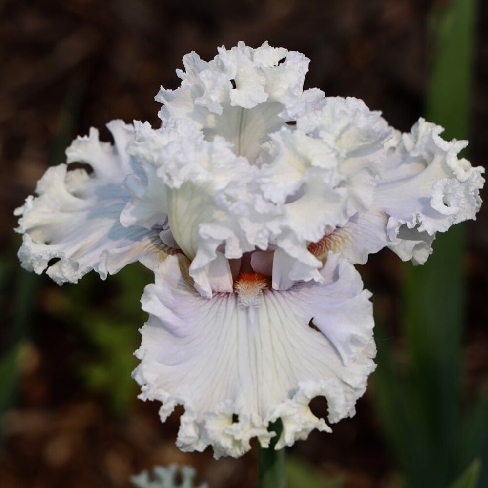 iris flower color meanings - meaning of the unusual color brown irises and learn what the vibrant orange irises symbolize iris flower color meanings - meaning of the unusual color brown irises and learn what the vibrant orange irises symbolize