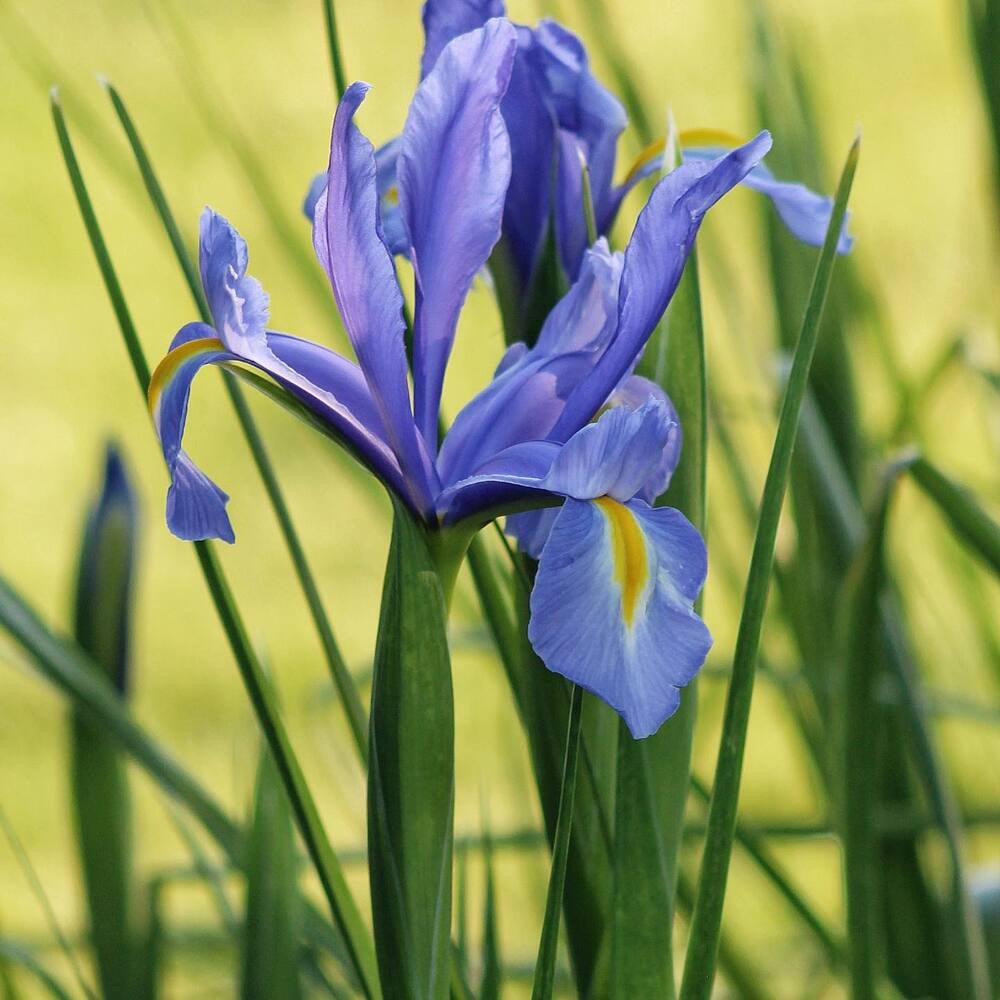 purple iris flower purple iris flower