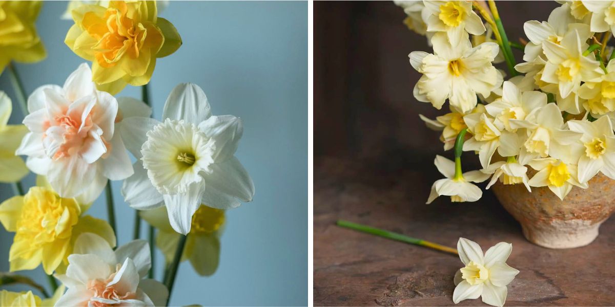 Narcissus flowers and their beauty Narcissus flowers and their beauty