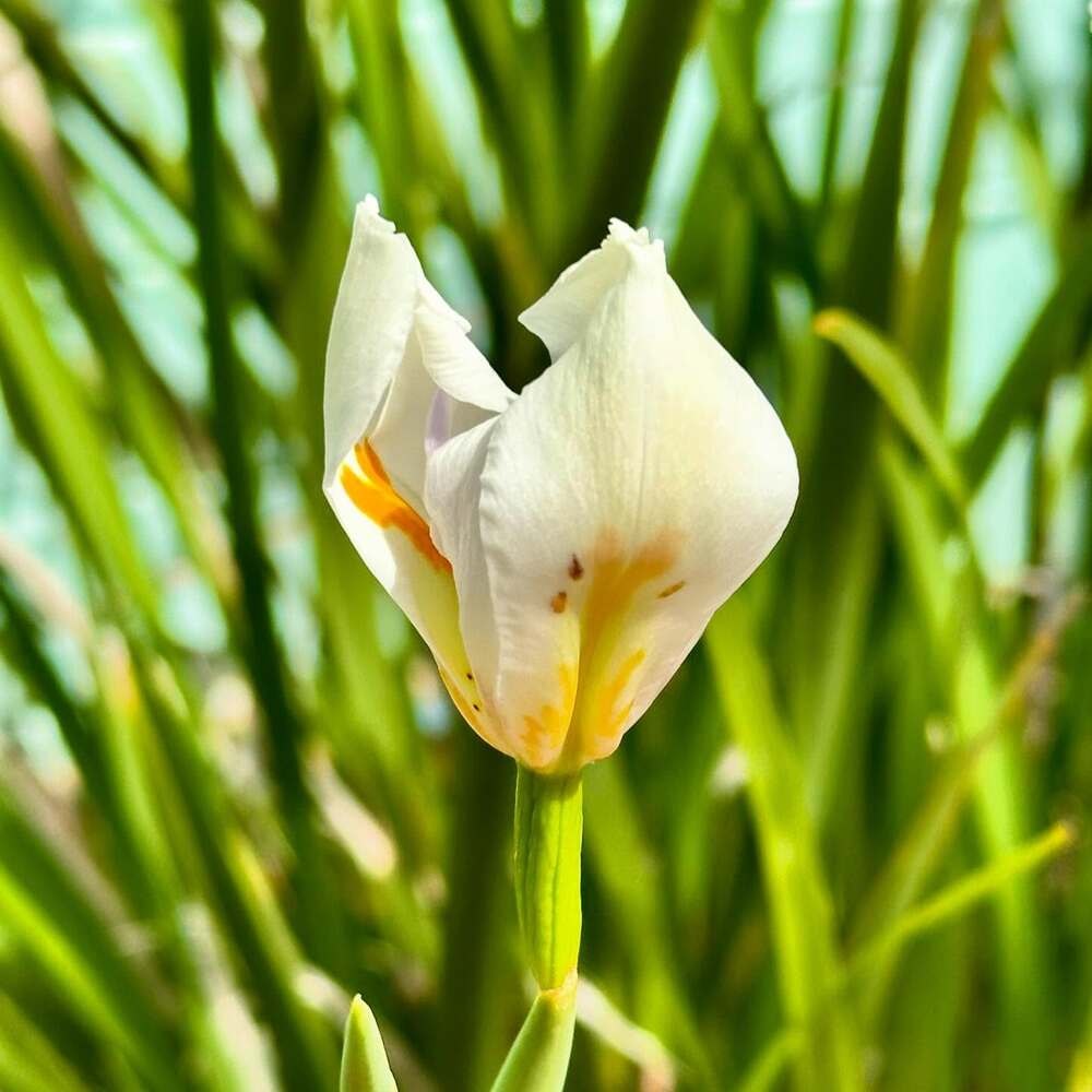 iris flower carries vivid spiritual connotations iris flower carries vivid spiritual connotations