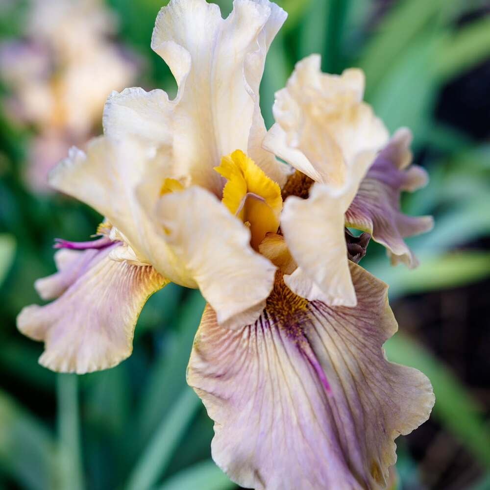 iris flowers come in different colors like yellow white purple iris flowers come in different colors like yellow white purple