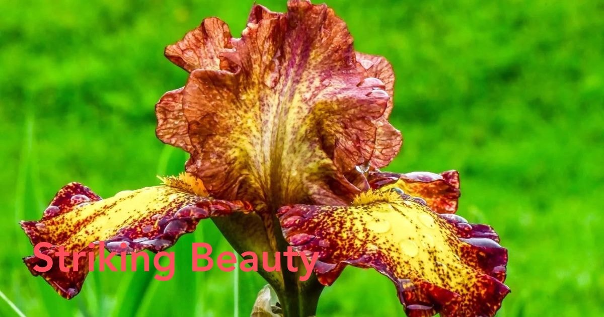 Iris flower meanings images insights - Thursd Article - Header image