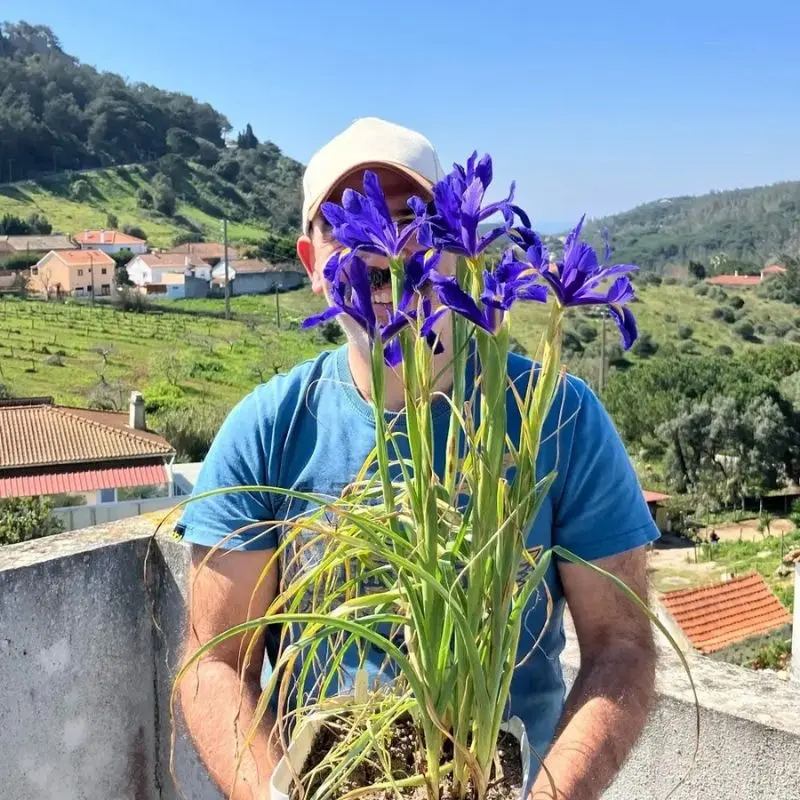 Iris flower meaning - thursd article featured image