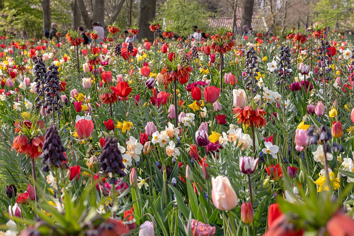 JUB Holland at Keukenhof 2025 tulips and fritillaria JUB Holland at Keukenhof 2025 tulips and fritillaria