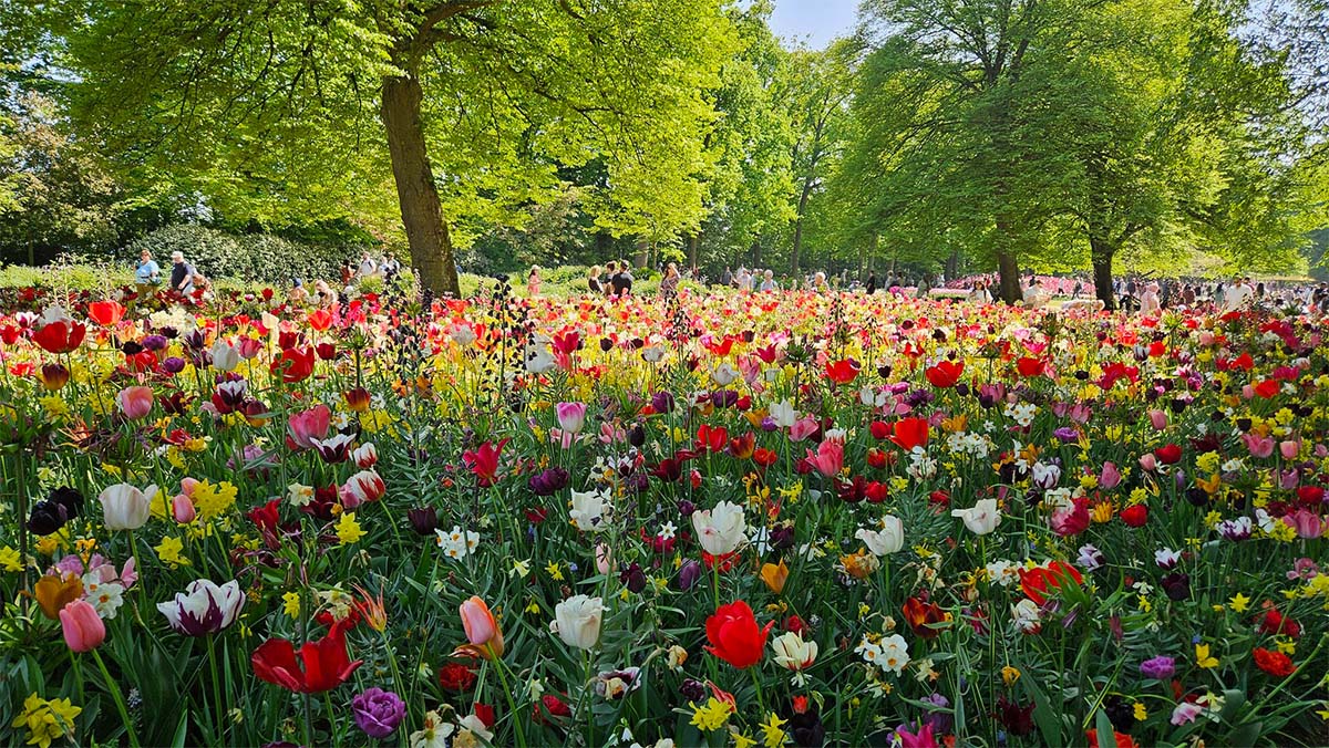 JUB Holland at Keukenhof 2025 field of tulips
