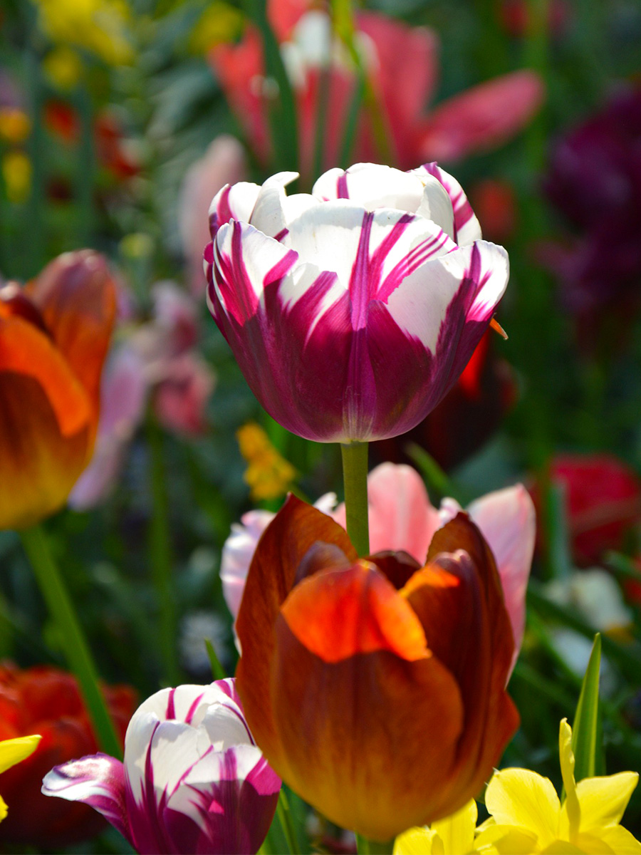 JUB Holland at Keukenhof 2025 single tulips