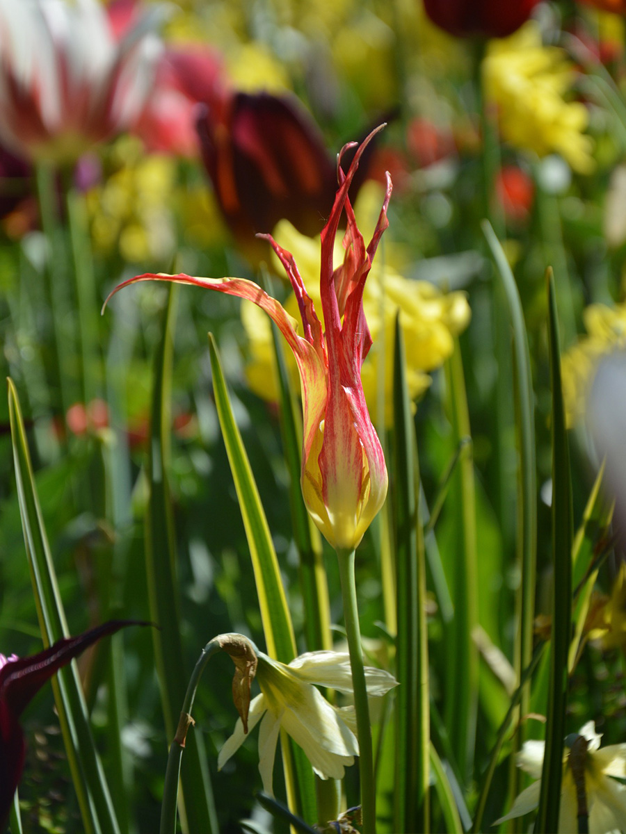 JUB Holland at Keukenhof 2025 yellow red lily tulip