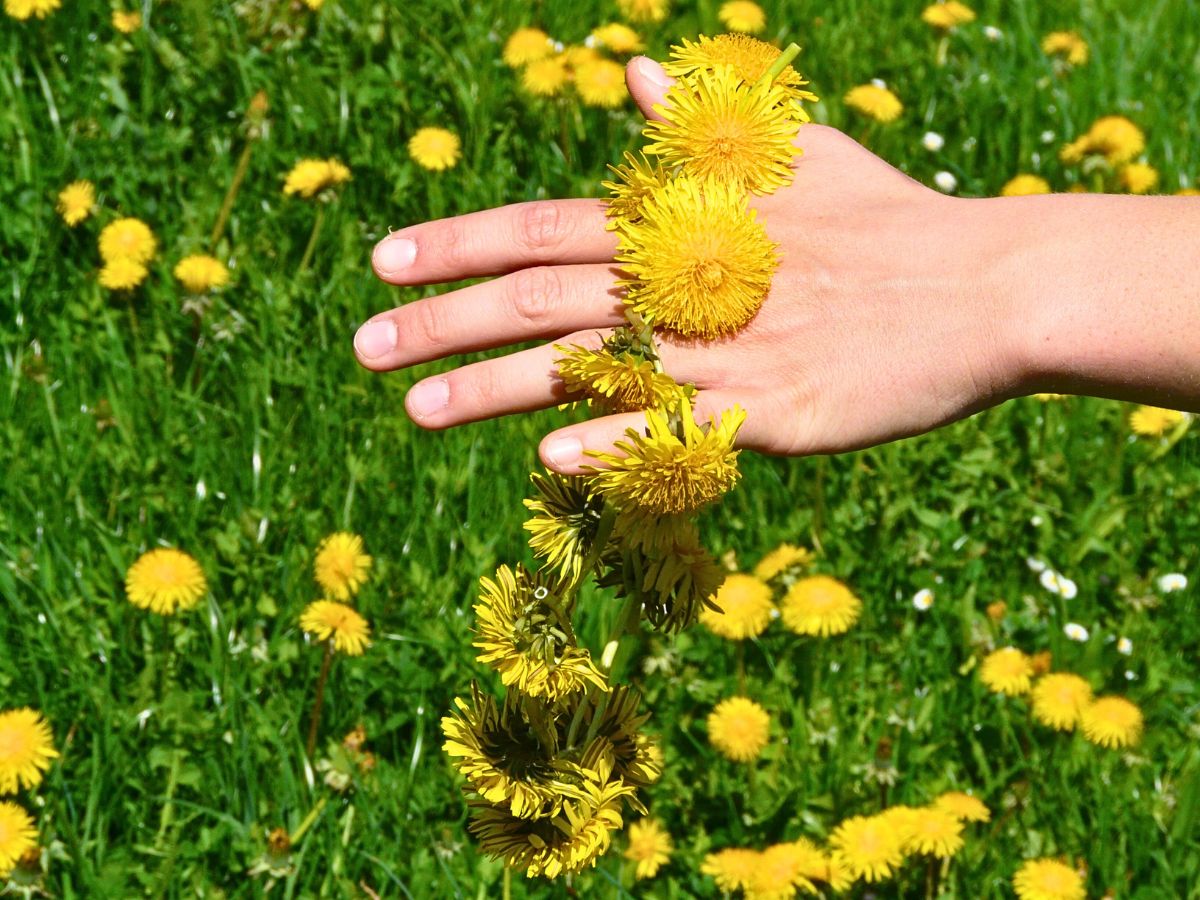 Dandelion flowers dandelion leaves and its bright yellow flowers are used in traditional medicine and folk medicine