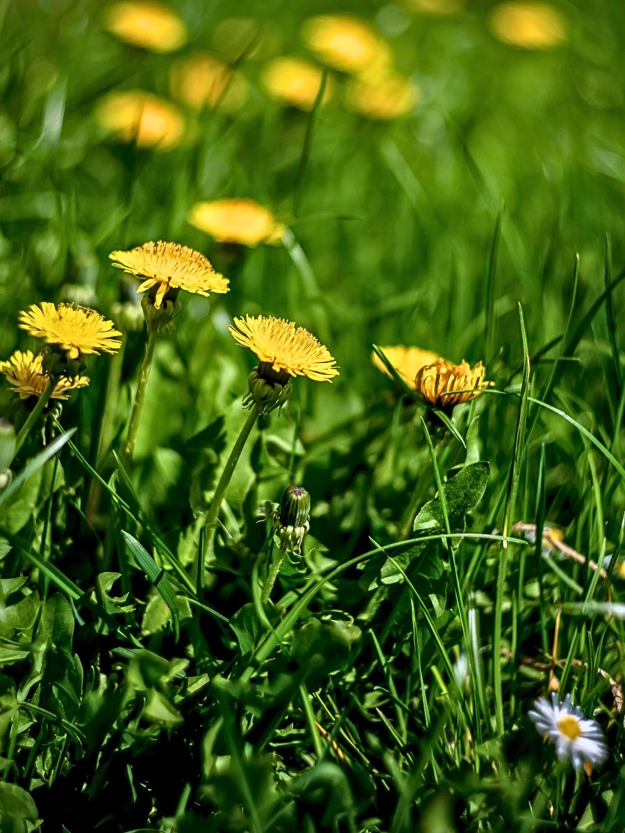 Dandelion flowers bright yellow flowers of the dandelion plant