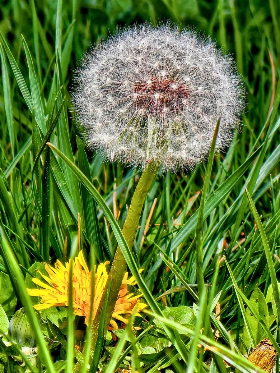 Dandelions dandelions belong to the genus taraxacum - inset flower head of a dandelion flower - the seed heads