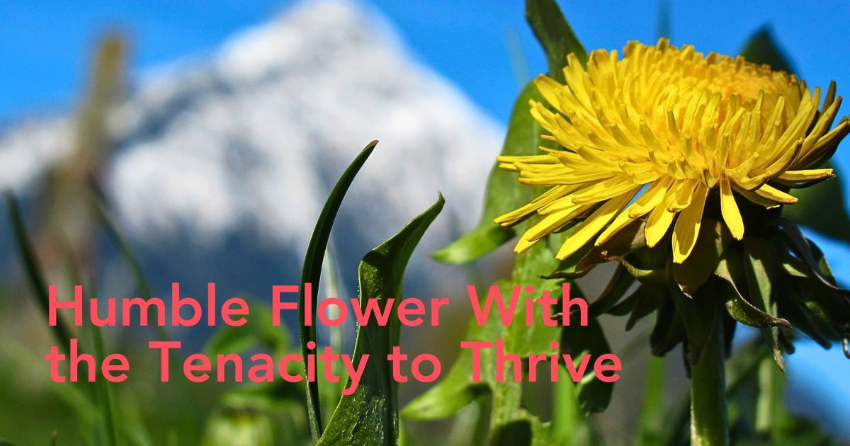 Dandelion Flower Meaning, Their Symbolism, and Cultural Nuances - Thursd.com Article header image