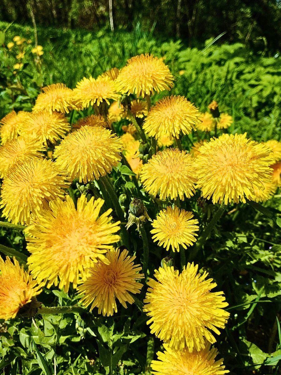 Dandelions humble dandelion greens - dandelion is a perennial plant known for its medicinal properties