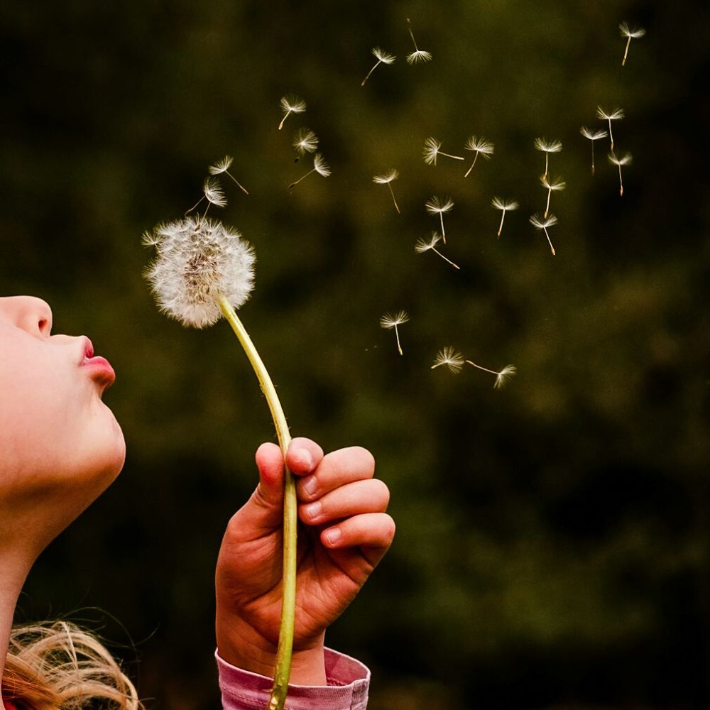 Blowing dandelions Dandelion also represents life's fleeting nature and a symbol of hope that signifies ability to overcome adversity - one of its deeper meanings - inset a person blowing dandelions