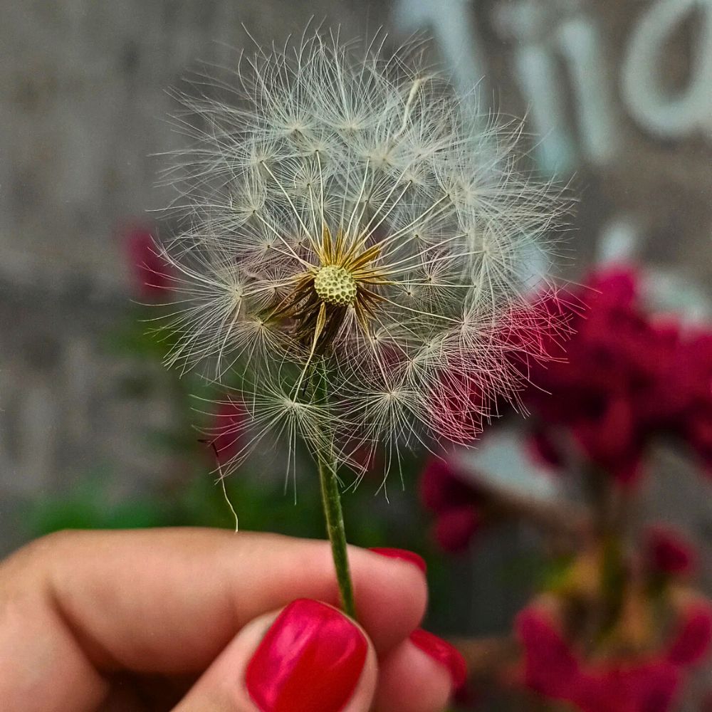 Dandelion cultural significance of dandelion flowers