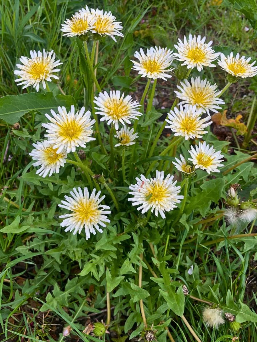 White flowered dandelions White flowered dandelions