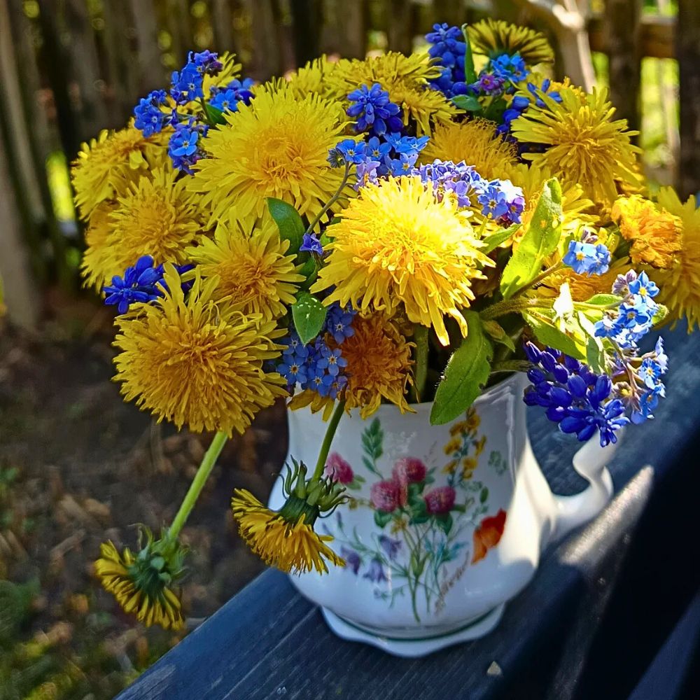dandelions in a pot Dandelions and other flowers in a pot.