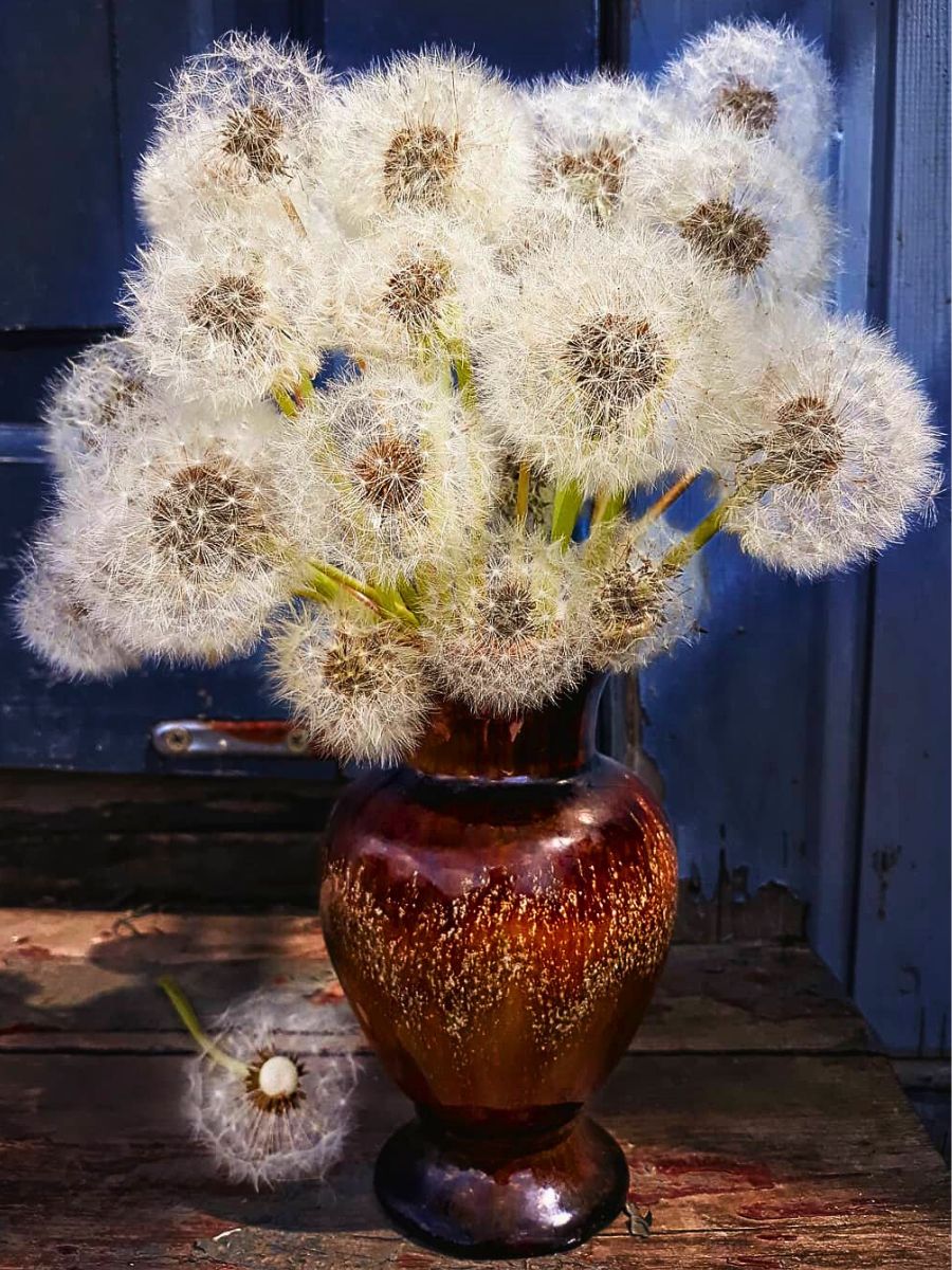 Dandelion vase dandelion is also often preferred as coffee substitute