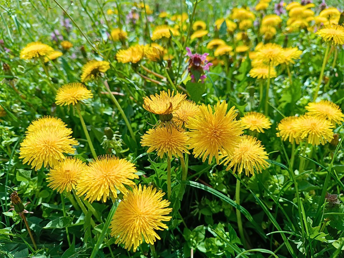 Common dandelions Common dandelions