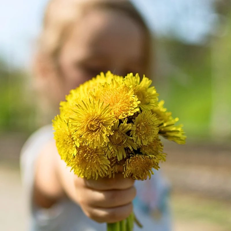 Dandelion Flower Meaning, Their Symbolism, and Cultural Nuances - Thursd.com Article featured image
