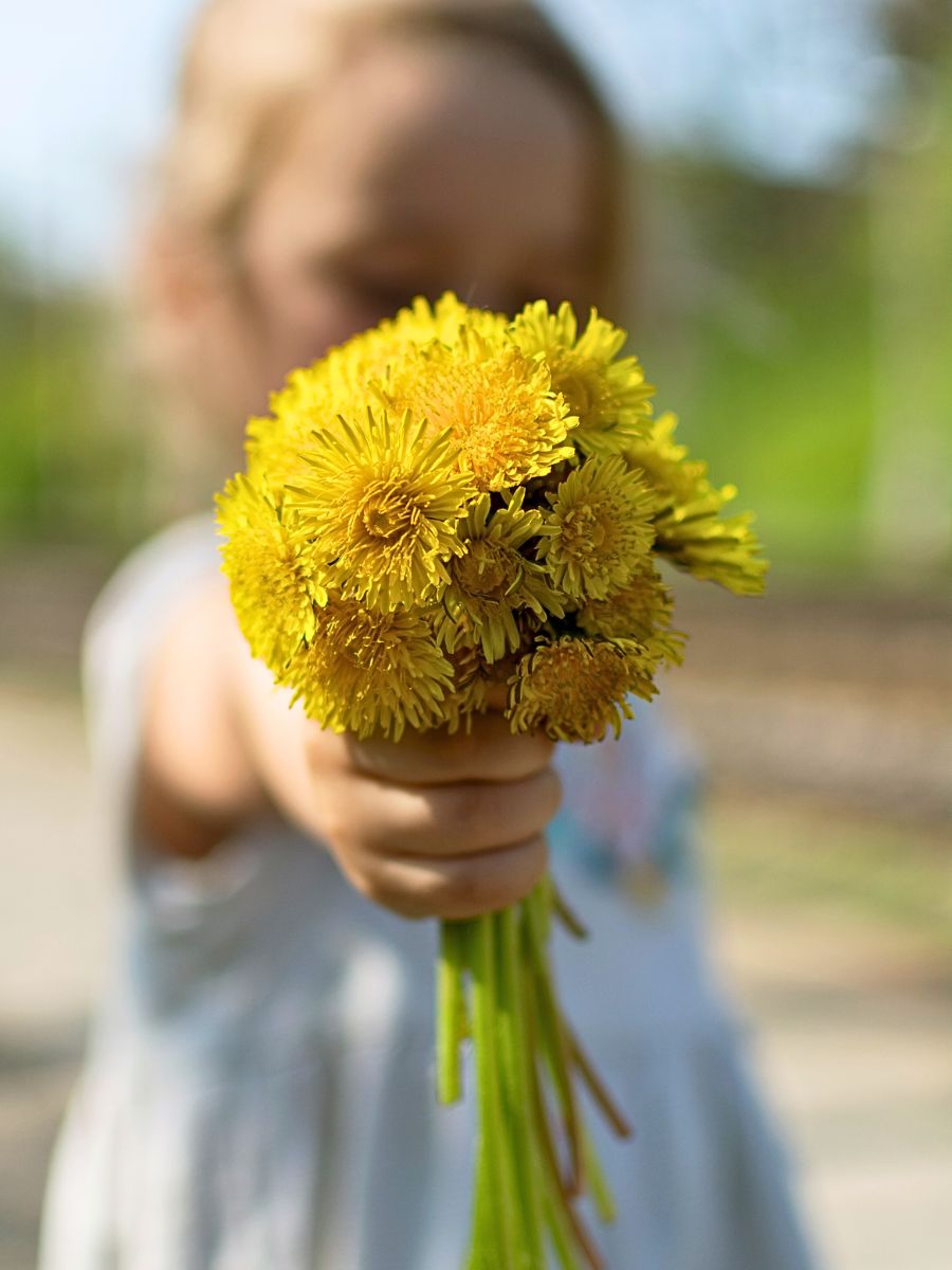 Dandelions cultural significance of dandelions and its association with personal growth in various cultures - inset - a person holding yellow dandelion flowers