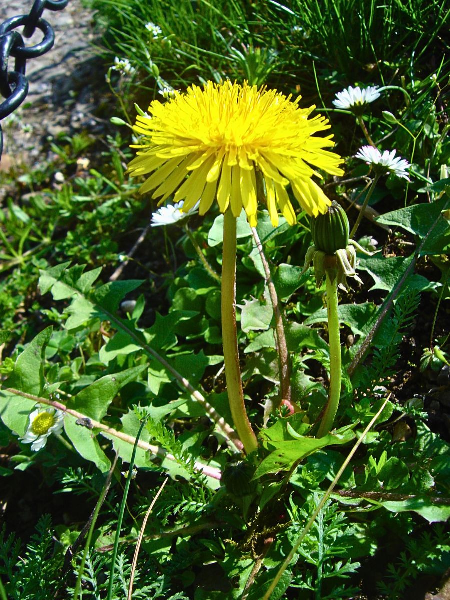 Dandelion Dandelions persistently thrive in almost all conditions.