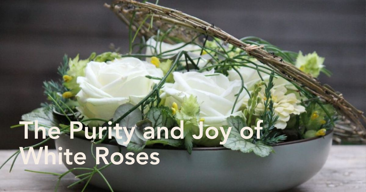White rose meaning