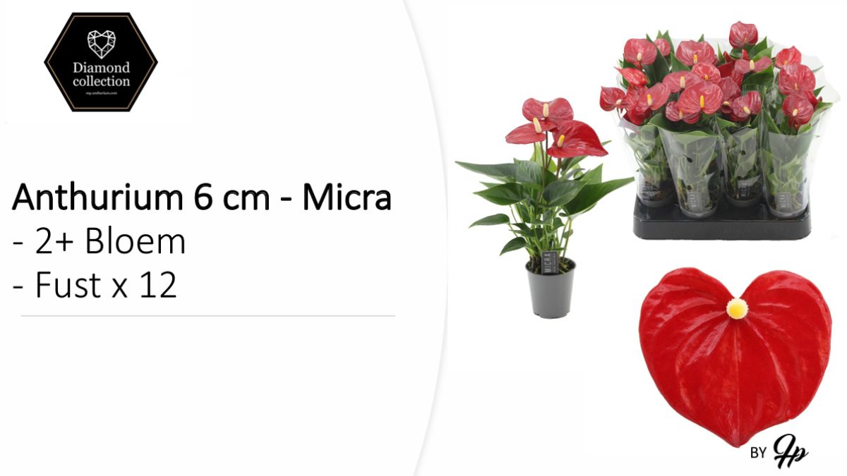 Anthurium Micra by HouwenPlant 