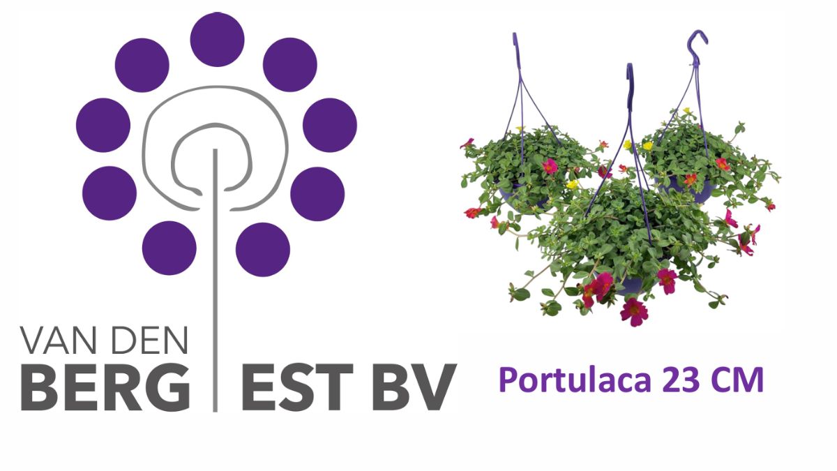 Portulaca by Van den Berg Est BV