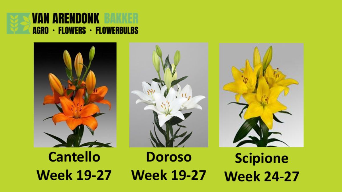 Lilium Cantello Doroso and Scipione by Van Arendonk Bakker