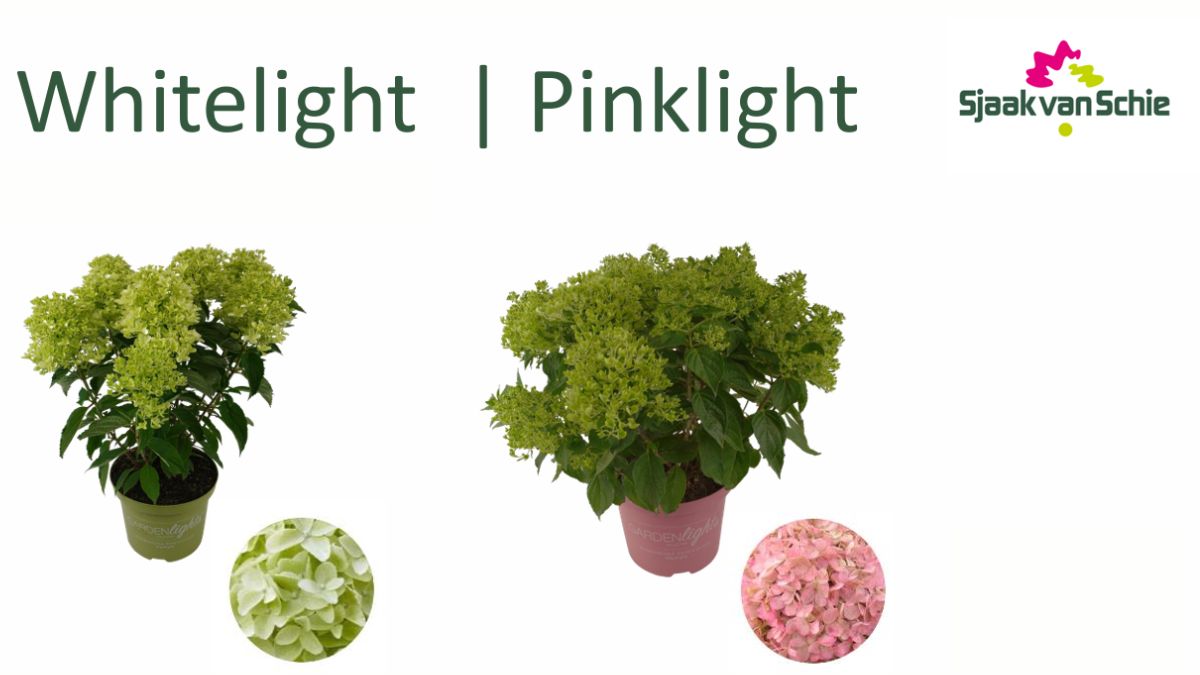 Hydrangea Paniculata Whitelight and Hydrangea Paniculata Pinklight by Sjaak van Schie