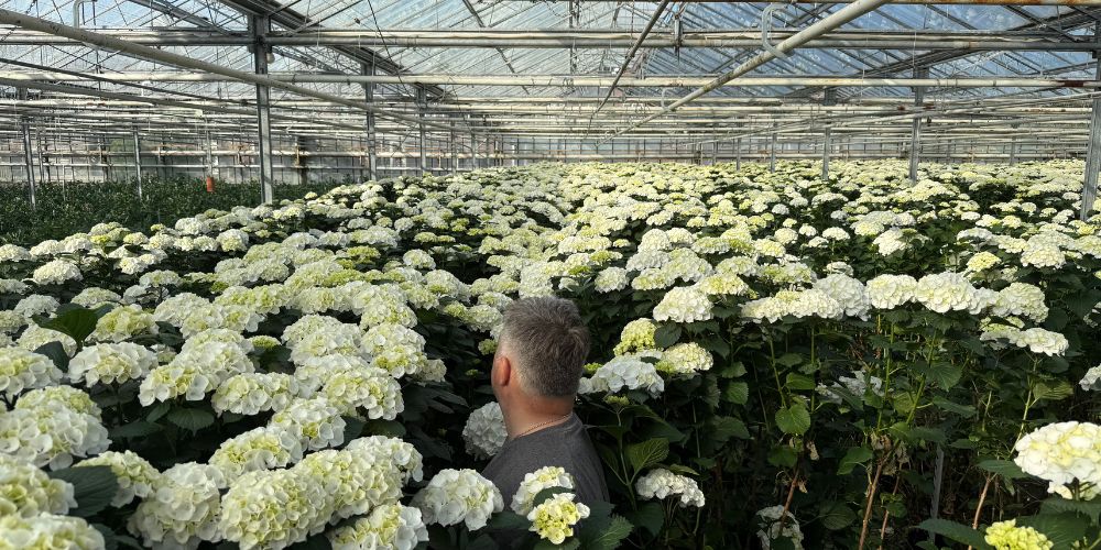 Greenhouse with White Spray Hydrangea Crystal Palace