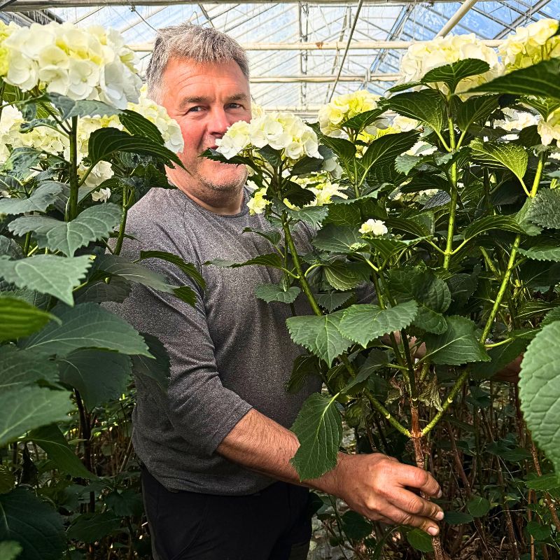 Edwin Burgers showing Spray Hydrangea Crystal Palace Edwin Burgers showing Spray Hydrangea Crystal Palace
