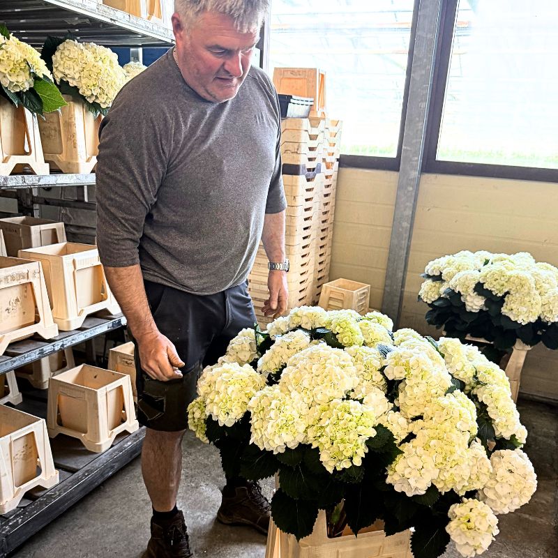Edwin Burgers with Bucket of Spray Hydrangea Crystal Palace