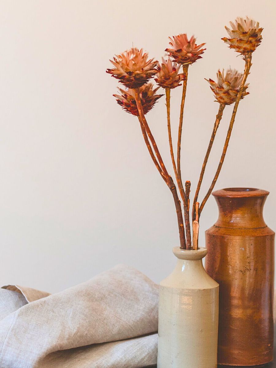The aesthetic look of Plumosum for decor The aesthetic look of Plumosum for decor