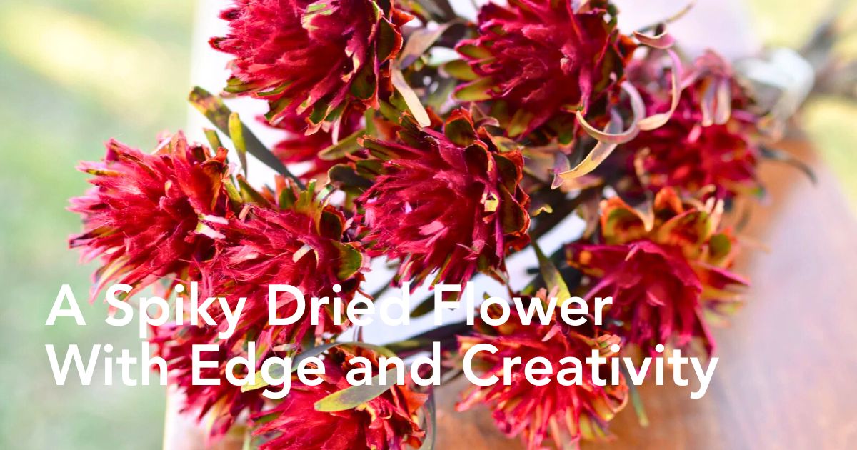 Dried Plumosum flower