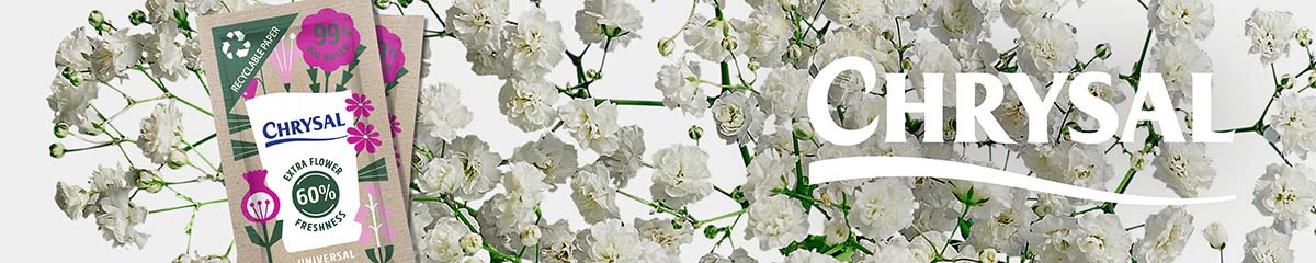Banner Chrysal Gypsophila