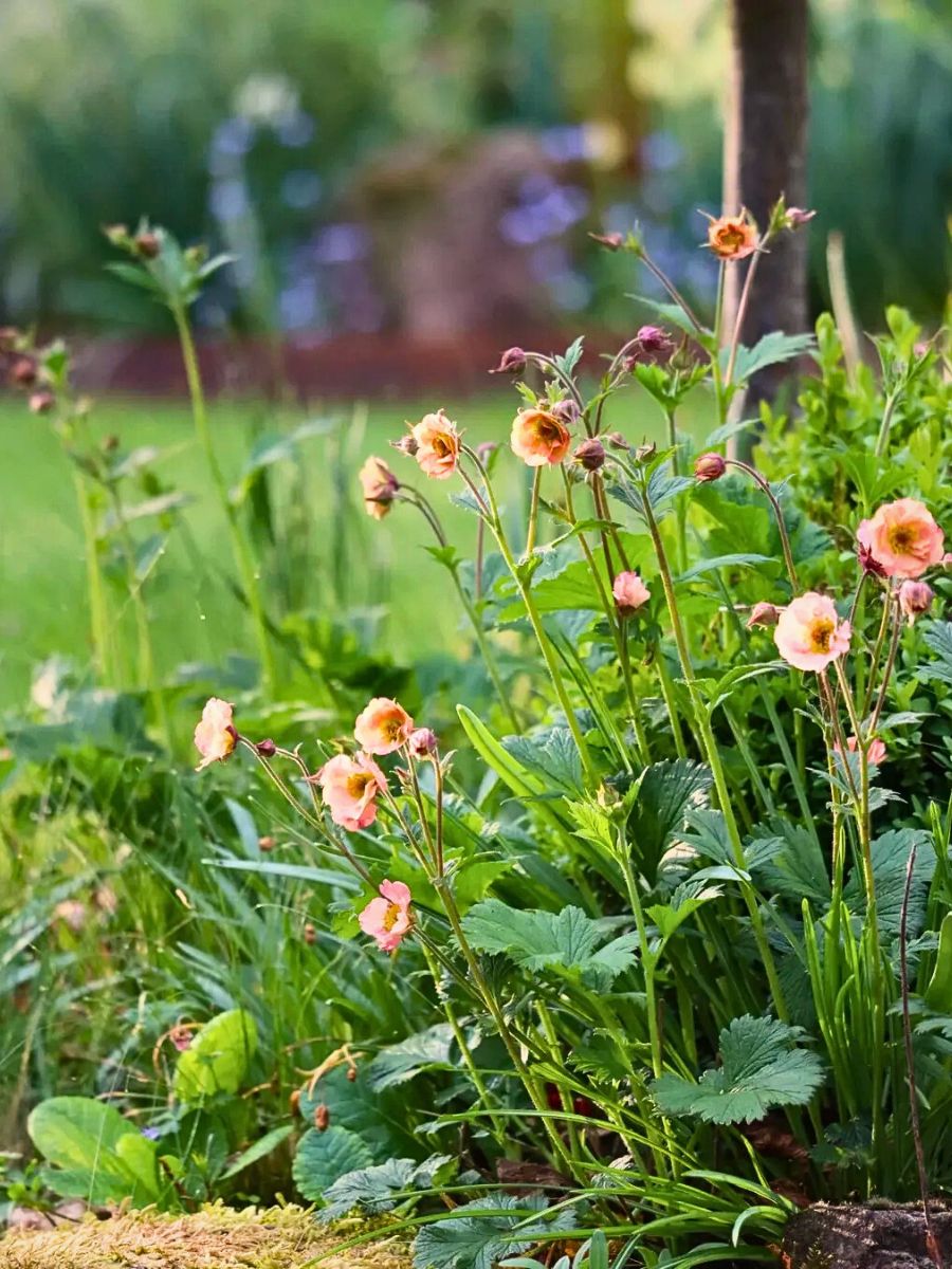 Flowers The Essential Nexus Between Biodiversity Conservation and Sustainable Floriculture