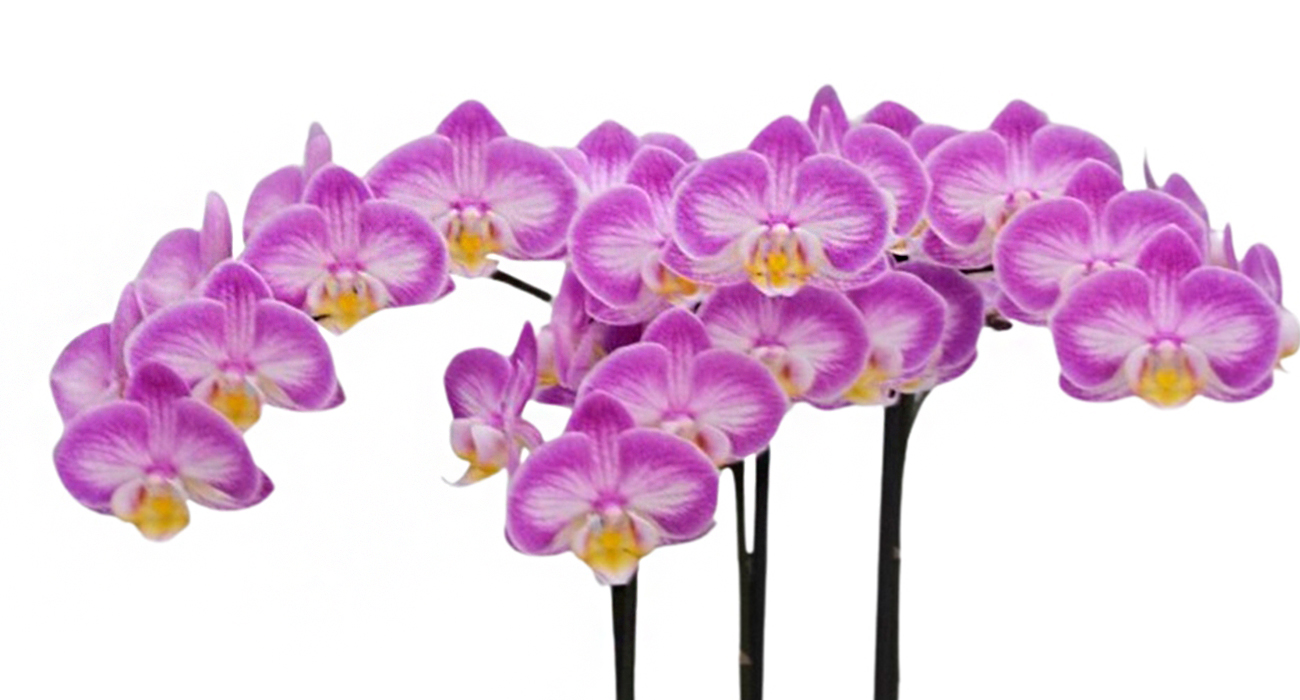 Phalaenopsis Sunca Pula plant on Thursd header.jpg