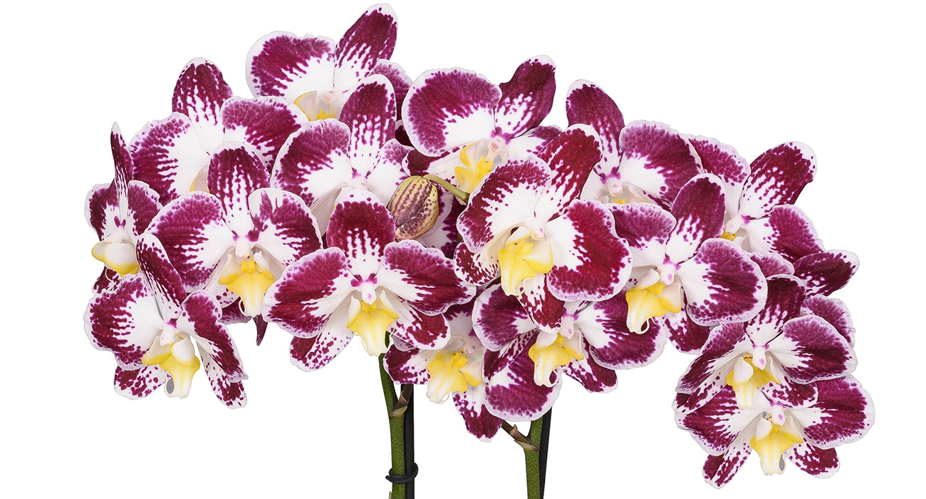 Phalaenopsis Sunca Zagreb plant on Thursd header.jpg