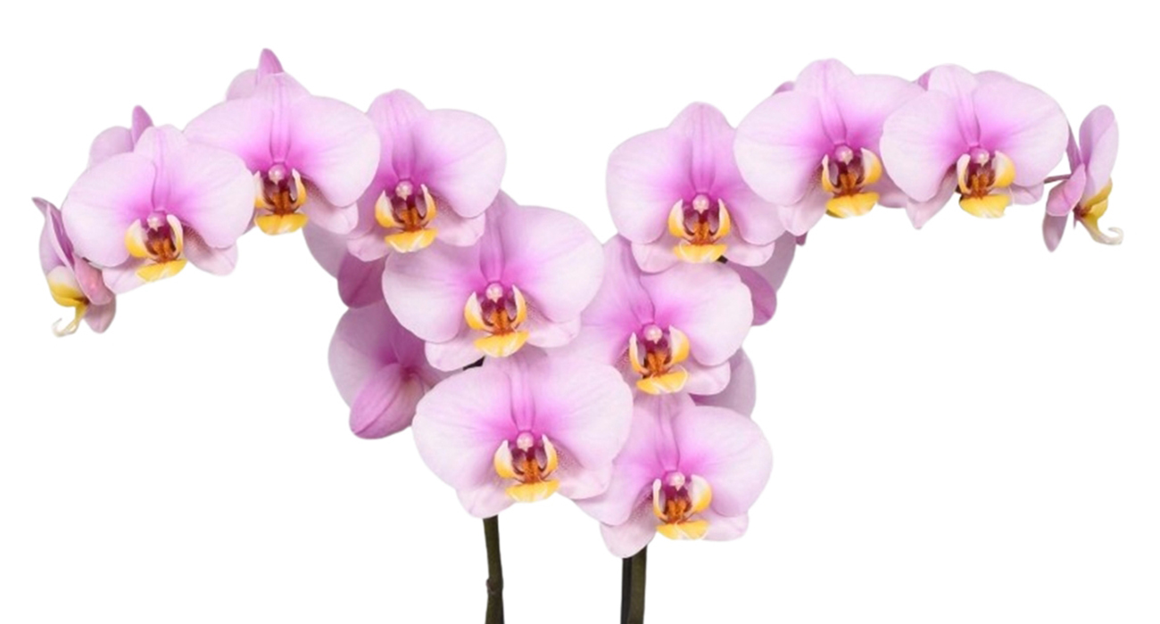 Phalaenopsis Sunca Zadar plant on Thursd header.jpg