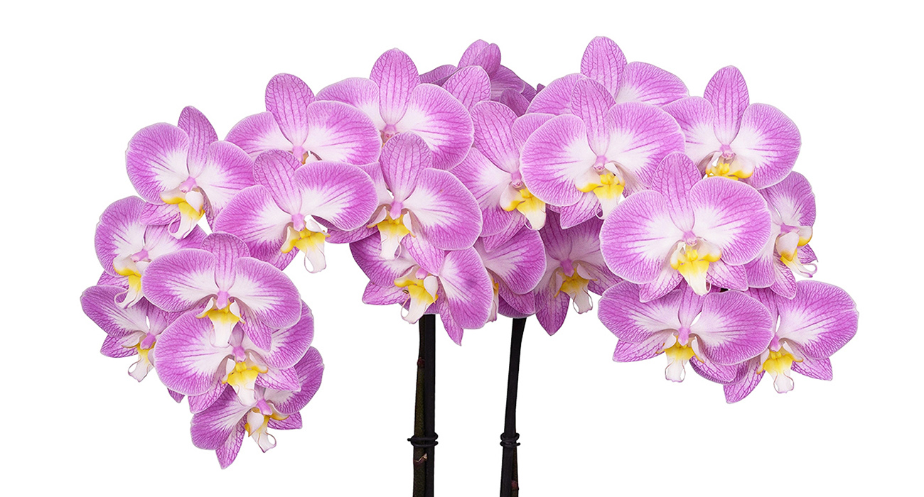 Phalaenopsis Sunca Split plant on Thursd header.jpg