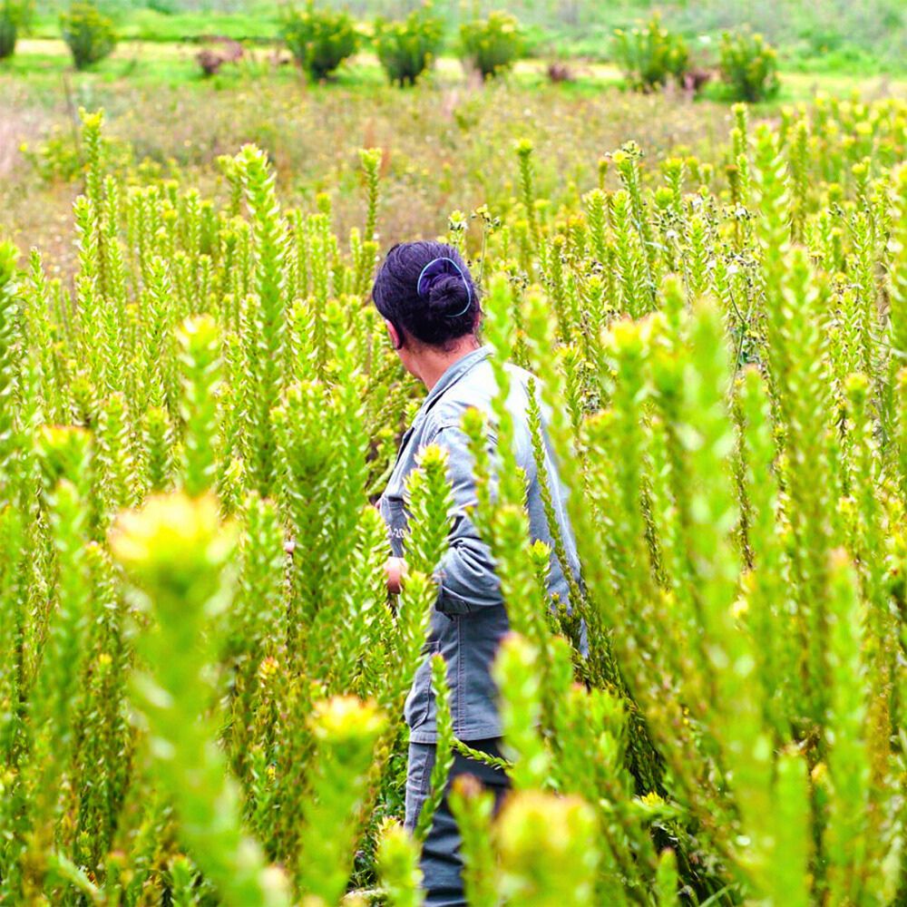 Flowers The Essential Nexus Between Protection Conservation and Sustainable Floriculture